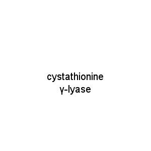cystathionine γ-lyase